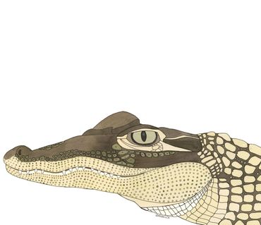 Nature Art. Watercolor Painting. Local NC. American Alligator. Artist Rebecca Dotterer