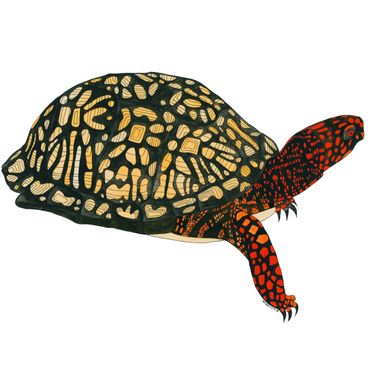 Nature Art. Watercolor Painting. Local NC. Eastern Box Turtle. Artist Rebecca Dotterer.