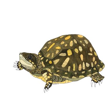 Nature Art. Watercolor Painting. Local NC. Eastern Box Turtle II. Artist Rebecca Dotterer.