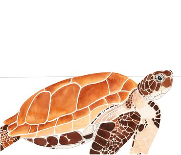 Nature Art. Watercolor Painting. Loggerhead Turtle. Artist Rebecca Dotterer.