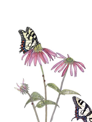 Nature Art. Watercolor Painting. Local NC. Coneflowers & Tiger Swallowtails. Artist Rebecca Dotterer