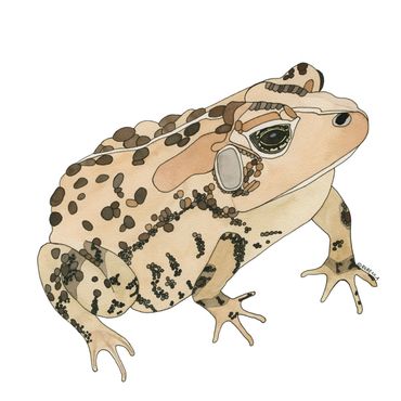 Nature Art. Watercolor Painting. Local NC. Southern Toad. Artist Rebecca Dotterer,