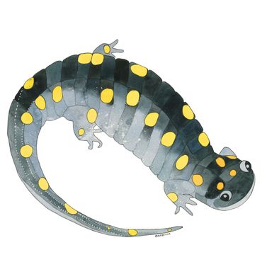 Nature Art. Watercolor Painting. Local NC. Spotted Salamander. Artist Rebecca Dotterer.