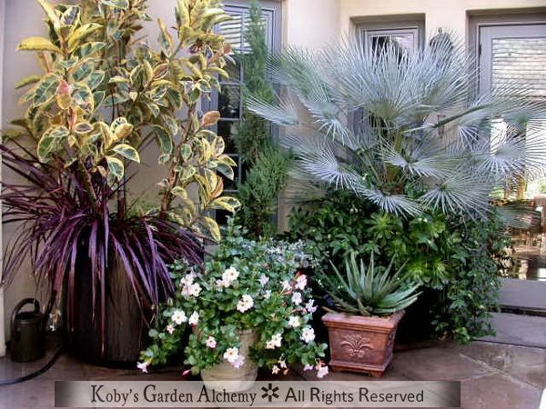 Planter, pot, container, courtyard, San Diego, Koby's Garden Alchemy, Fine gardening, Design