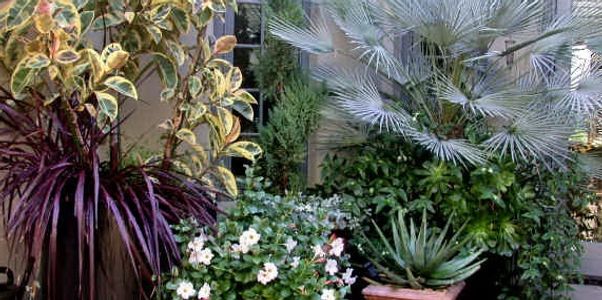 Koby's Garden Alchemy, Planter, Pots, Colorful Foliage, Consult, Design, Fine Gardening, Courtyard