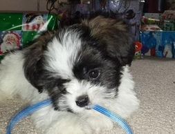 My second cavalier I got from. I Love them both so much. Love him so much he makes our home a hap