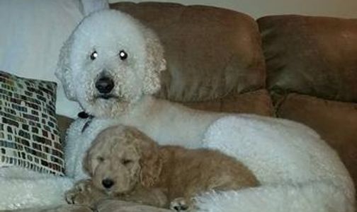 Picked up the new addition to our family today. Here is Milo.♡ Love him to pieces .. Rebecca Lynn