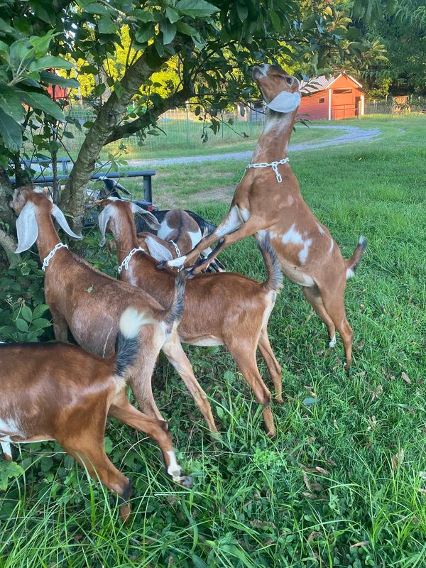 Just a few yearling Nubian goats out helping trim fruit trees