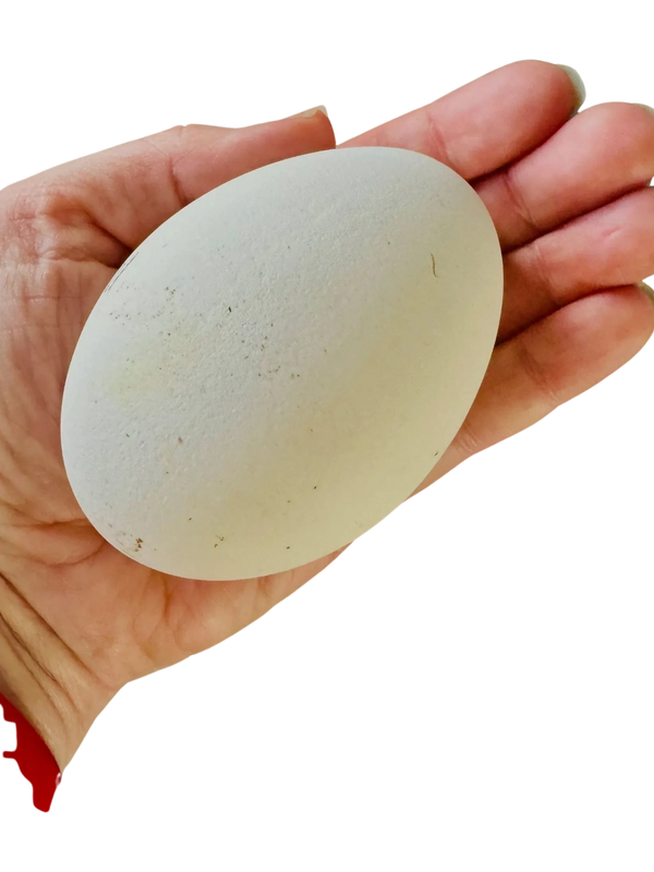 Cotton Patch Goose Egg