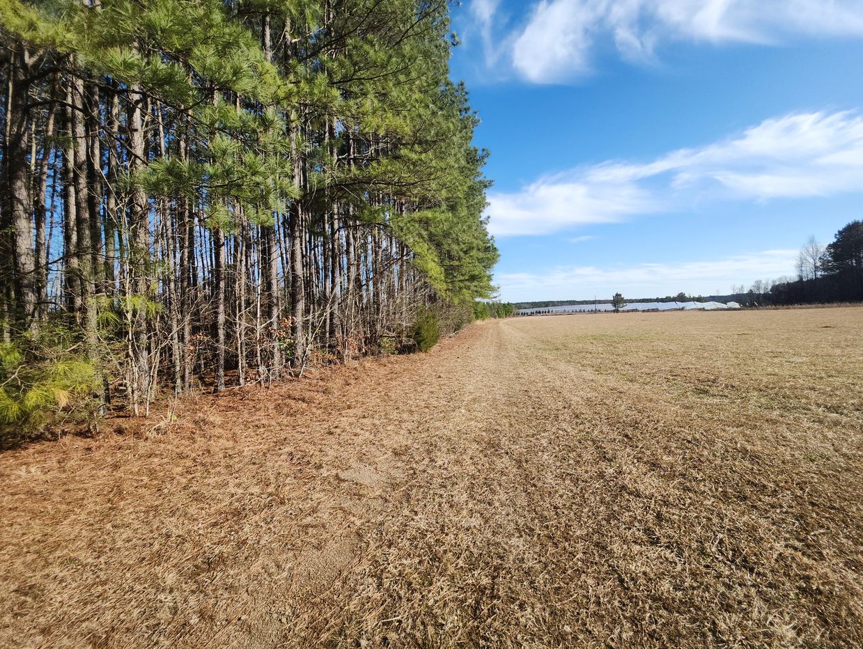 Beautiful sunny field and a row of trees.