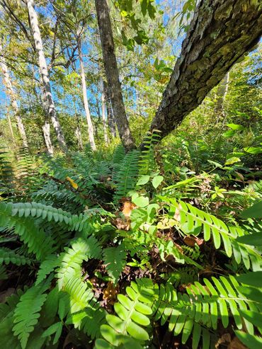Lush and green ferns. Nature scene. Trees and logs.