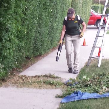 A person using a leaf-blower on a sidewalk next to a large hedge