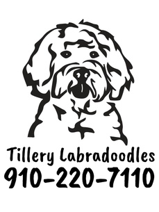 Tillery Labradoodles 