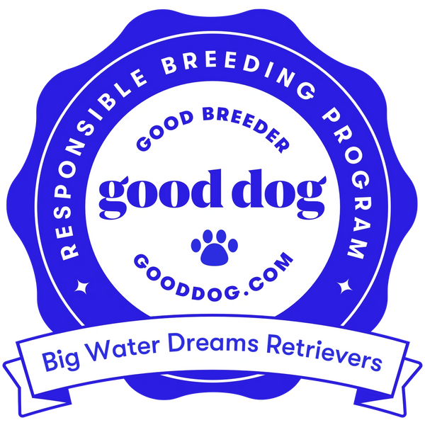 Big Water Dreams Retrievers is a responsible breeder.