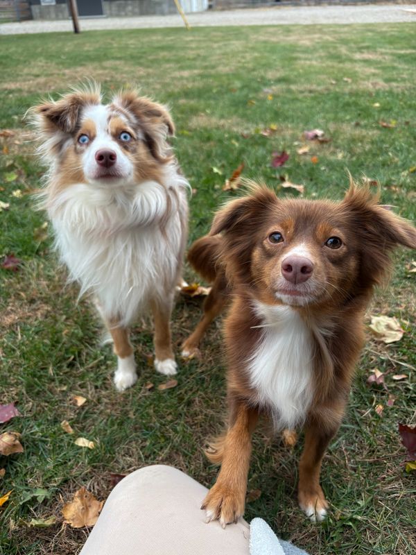 Two attentive dogs standing on grass, one with striking blue eyes and the other with a paw on a person's knee.