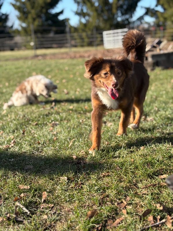 A happy brown dog walking on grass with another dog blurred in the background.