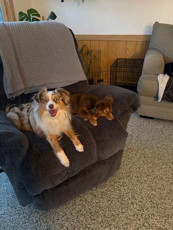 Two dogs relaxing on a dark gray armchair in a cozy living room.
