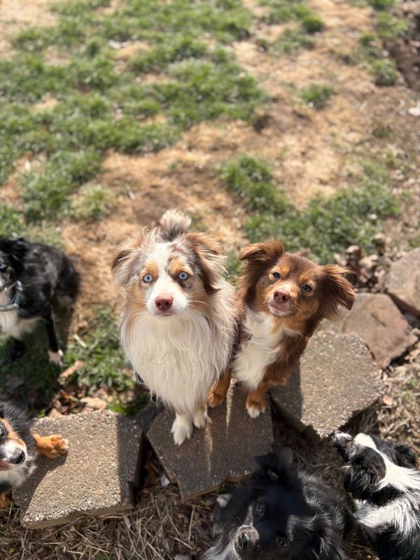 A group of attentive dogs looking up outdoors on a sunny day.