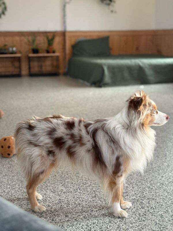 Fluffy merle Australian Shepherd standing indoors.