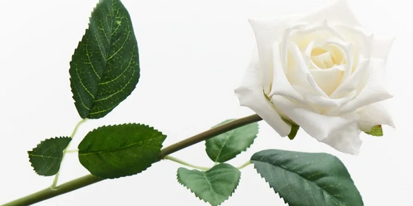 A single white rose with green leaves on a white background.