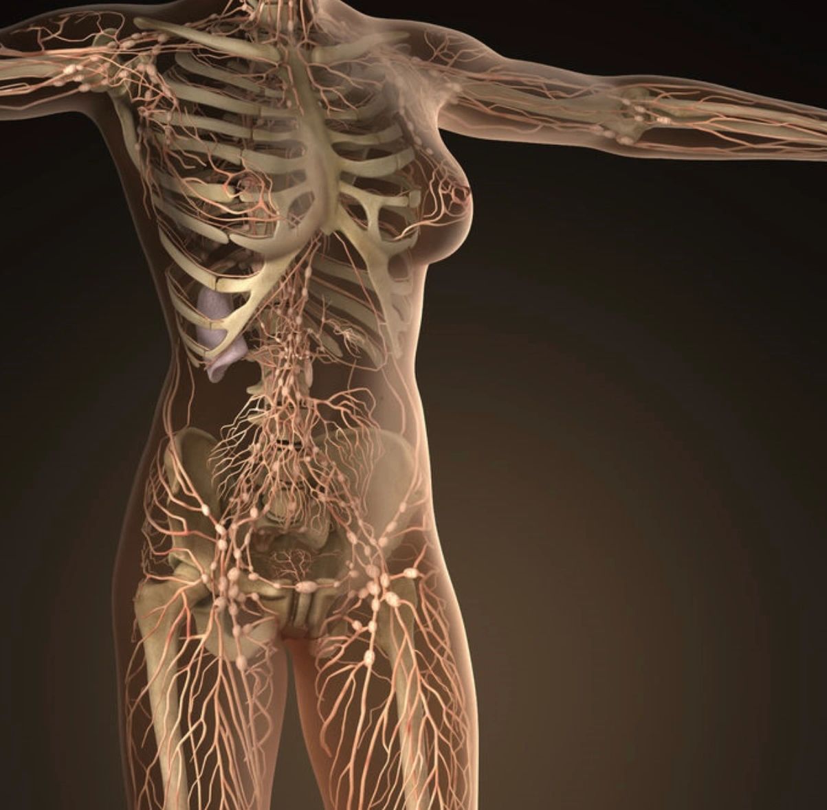 Location of lymph nodes and detailing the tiny nodes within the gut.