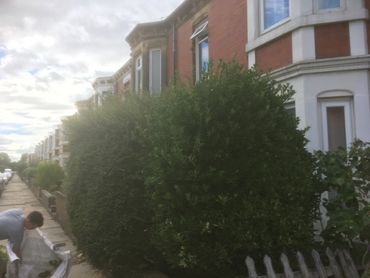 hedge before cutting