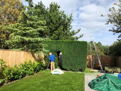 Hedge cutting in a back garden