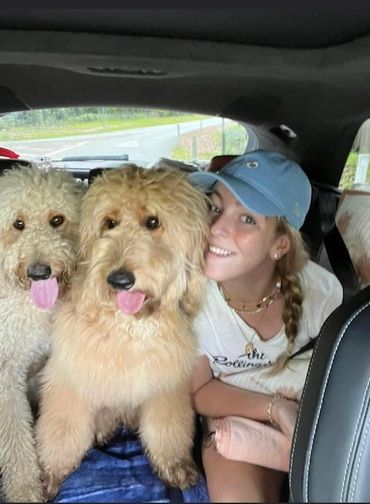 Our Groodle family in the car
Grassdale Groodles Brisbane