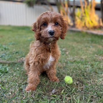 Fluffy brown puppy sitting on grass with a small tennis ball.