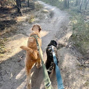 Two dogs on leashes walking on a dirt trail in a forest.