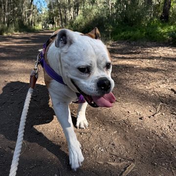 A white dog with a purple harness walking on a forest trail on a sunny day.