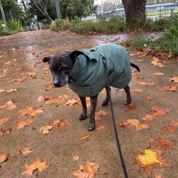 Black dog wearing a green coat on a rainy autumn day.