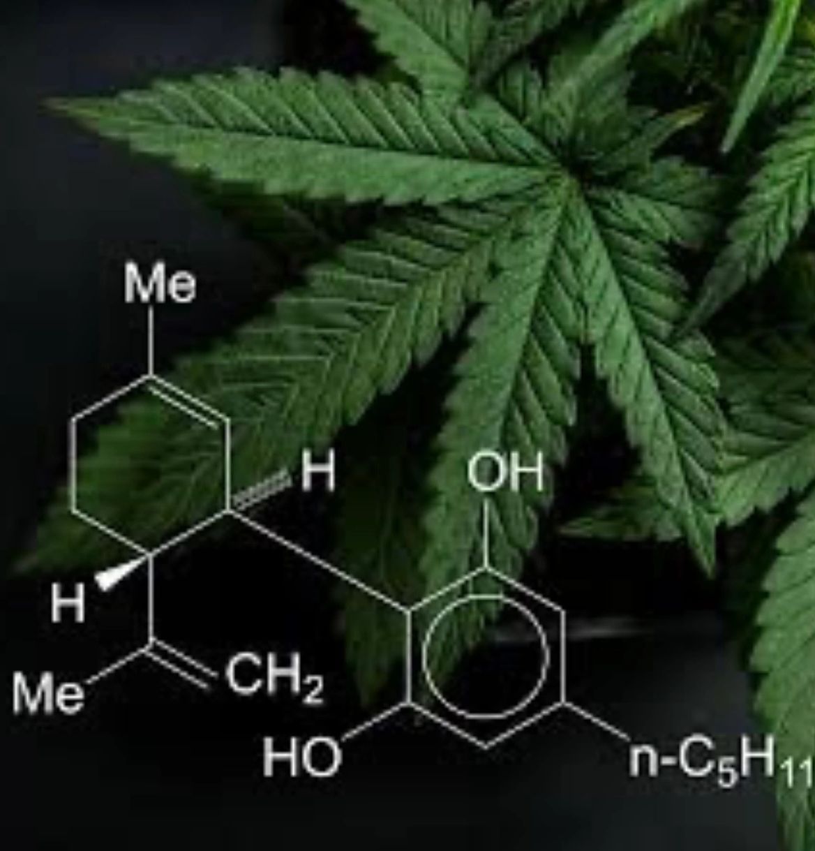 Cannabiz
