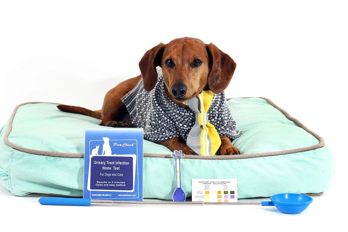 Test your Dog and Cat for possible Urinary Tract Infection  Pawcheck