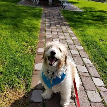 Ralphie smiling up at his Dog Walker, Connor Burton, in Ahwatukee
