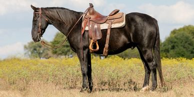 Black American Quarter Horse Gelding For Sale