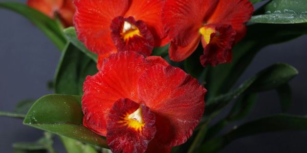 Red Cattleya orchid