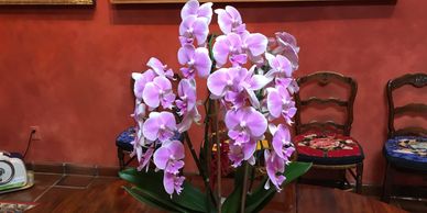 Living Orchids make great gifts because they last in bloom for 2 to 4 months.