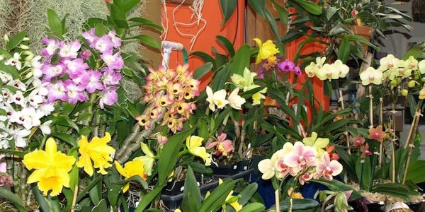 Orchid greenhouse with a selection of blooming plants