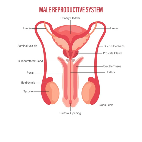 Male reproductive system icon with description isolated on white background. Anatomy of the internal