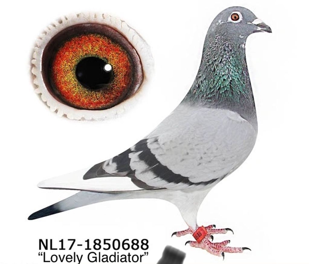 #1 Geerinckx Breeding hen.  Dam and Grand Dam to many top racing pigeons