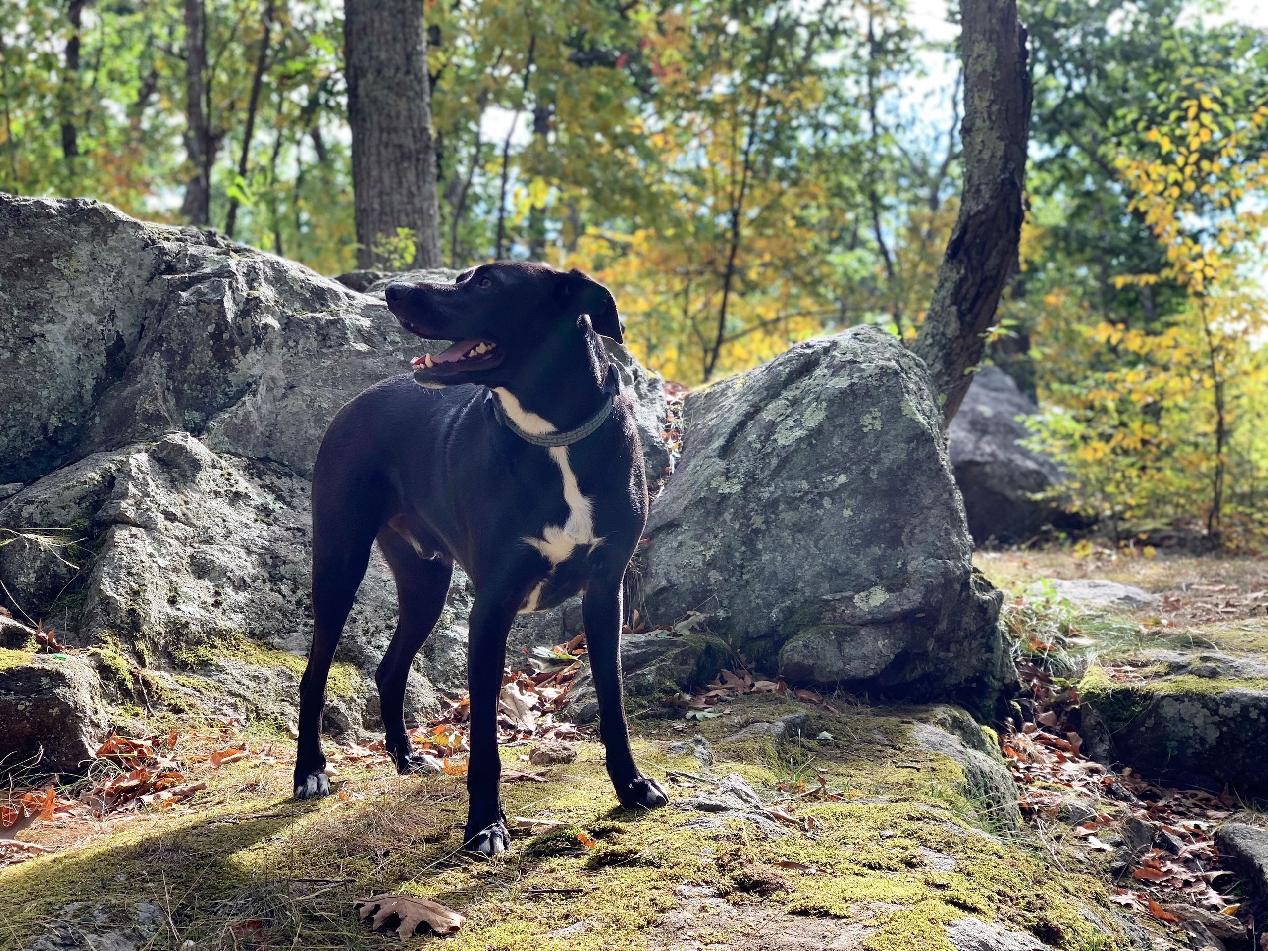 Happy dog