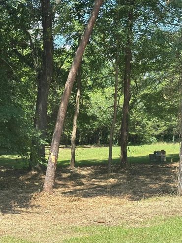 Sunlit clearing with scattered trees and a small brick structure in the background.