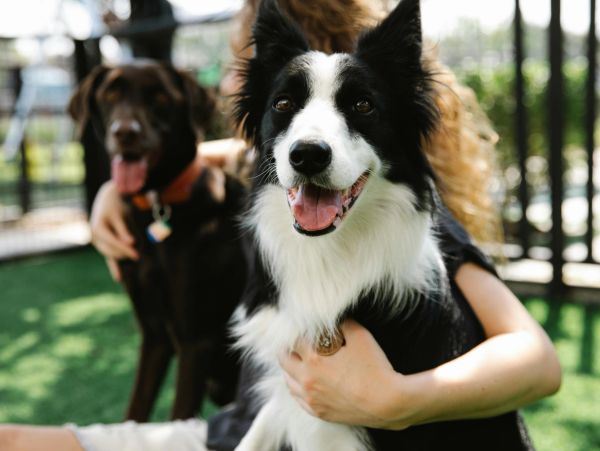 Happy black and white dog with a blurred brown dog in the background.