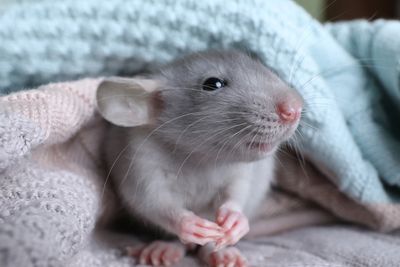 Grey rat under blankets