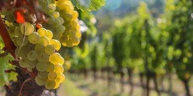 Green grapes on the vine surrounded with many grapevines in an orchard.