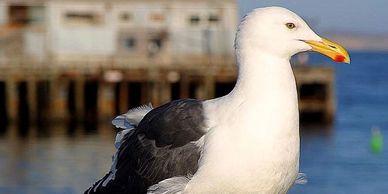 seagulls toronto