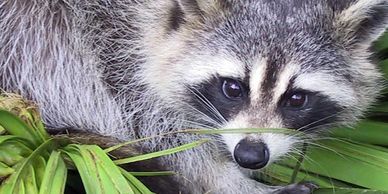 Racoon Removal in Caledon | Hoover Environmental Group