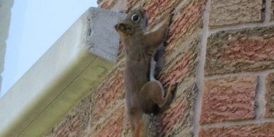 Squirrel Removal Caledon & Orangeville | Hoover Environmental Group
