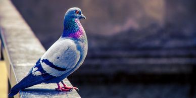 peterborough pigeons
